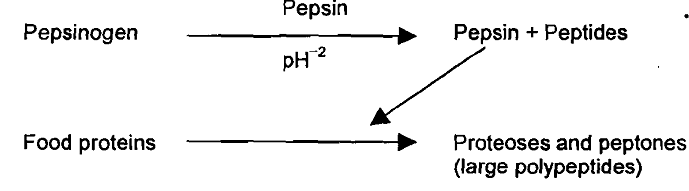 1455_Digestion  of proteins.png